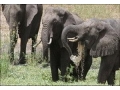 Elephants and other Wildlife