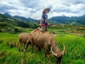 It's time for rice harvest in Sapa