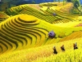 Viet Nam’s terraced rice fields to be cited as one of 14 most surreal landscapes in the world